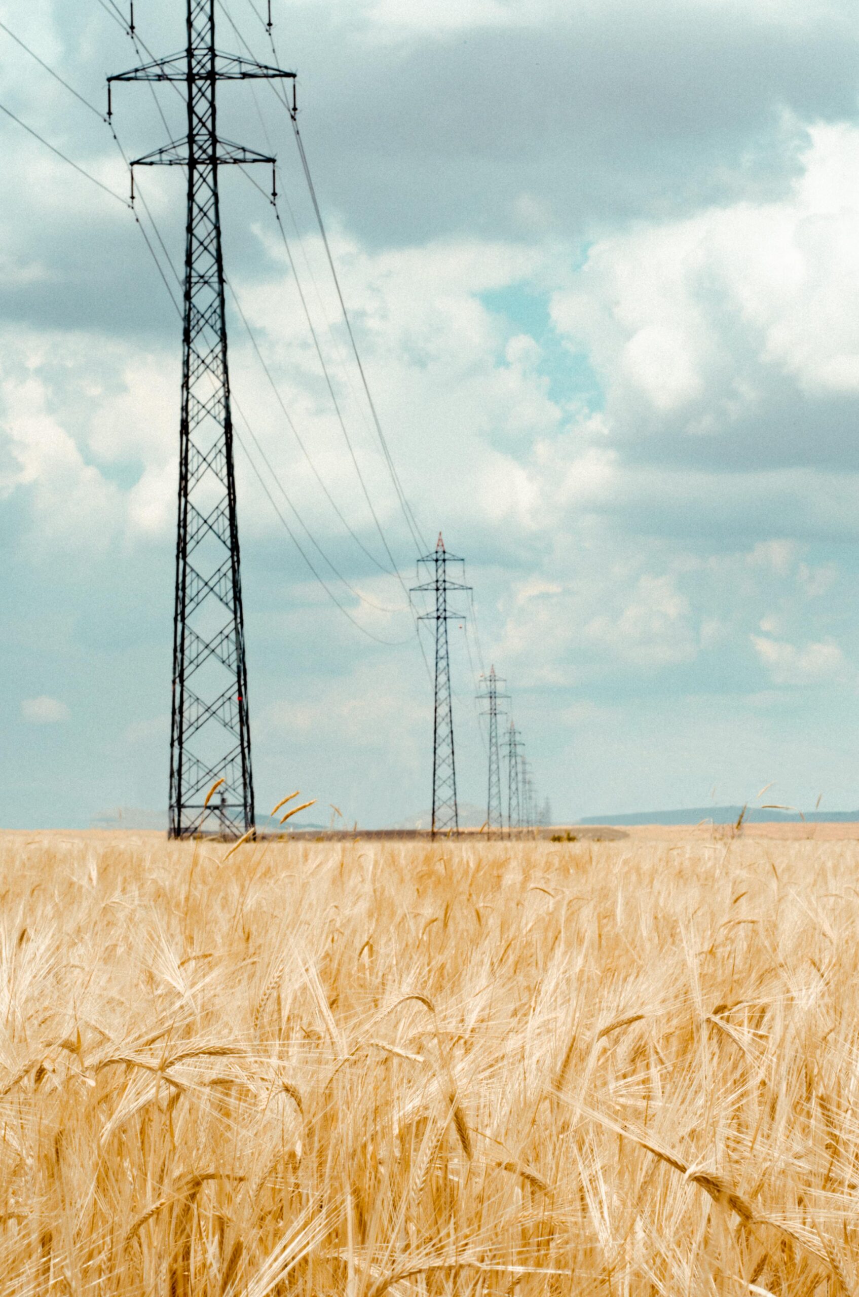 Power lines stretching over golden field of wheat with blue skies