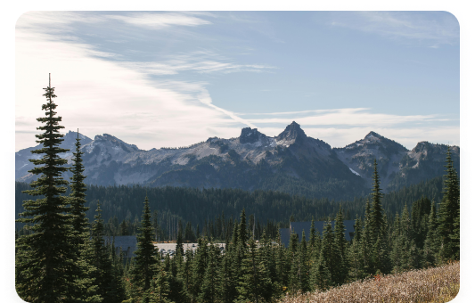 Pine trees before snowcapped mountains under a clear bleu sky